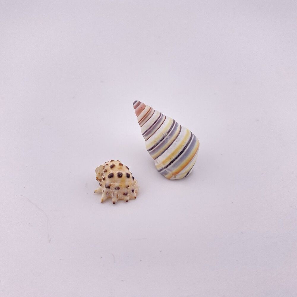 Liguus Virgineus Candy Stripe Land Snail Shell And gastropod Shell